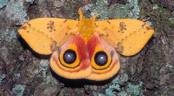 Poisonous frog Io moth with eyespots Flash Coloration and Other Surprises Until now, we ve been talking about how animals use color and behavior patterns to. be less visible. But some animals survive.