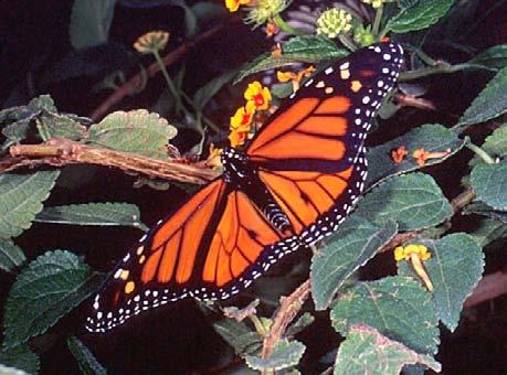 It is more likely to be left alone by predators since it looks like the. foul-tasting monarch. Camouflaged eggs Viceroy Monarch How Did Camouflage Develop?
