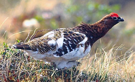 Arctic birds such as ptarmigans. (TAR-mi-gans) and snowy owls also change color with the seasons.