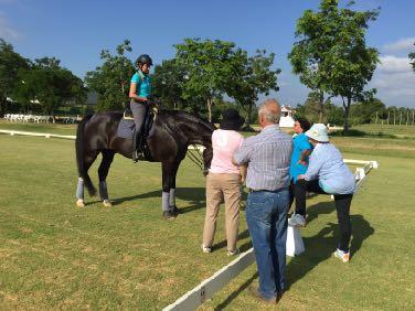 Equestrian Sport Educative