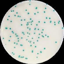 RHAPSODY AGAR RHAPSODY Agar allows the detection and the enumeration of Pseudomonas spp. in food products and environmental samples.