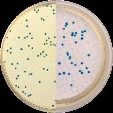 Enterococcus Agar Recherche et dénombrement des des enterocoques Detection and enumeration of enterococci Sans confirmation Without confirmation