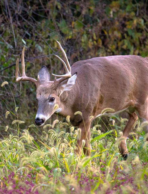 Deer Ecology Deer Ecology Habitat deer sign Illinois deer occur in or near wooded areas, particularly woods
