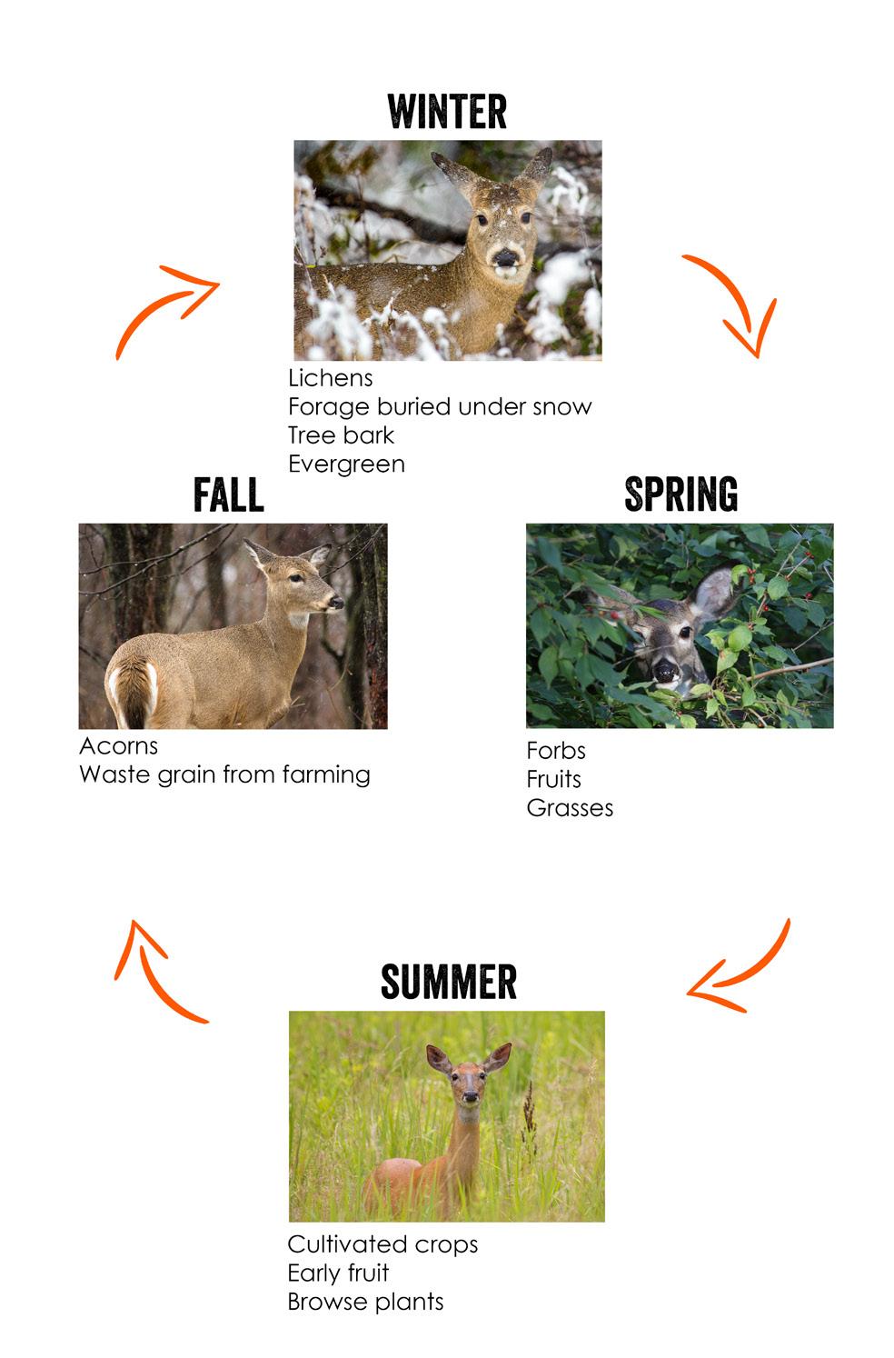 feeding habits Deer Ecology THE RUT Deer ecology The rut is the mating season for deer and is characterized by an increase in testosterone creating increased aggression towards other bucks