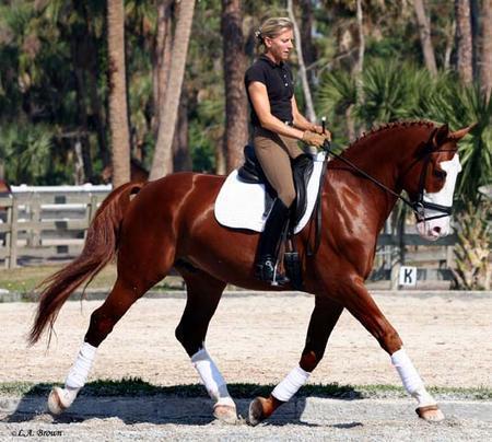From circle we develop shoulder-fore the shoulder-in which is also a very useful tools for greater engagement as the horses inside hindleg steps and takes more weight further under the centre of
