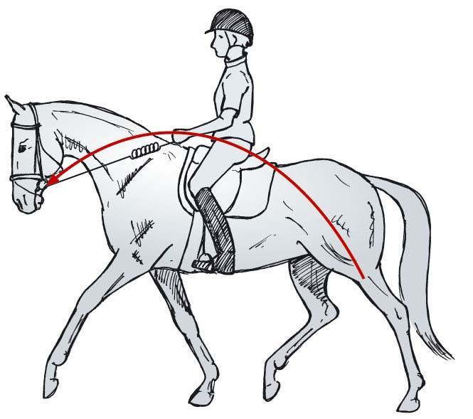 The Training Pyramid Contact signs and criteria the horse is framed by the rider s aids the nose is in front of the vertical the poll is the highest point self-carriage is established the