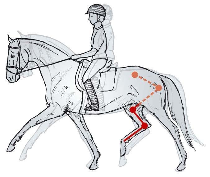 through changes of tempo in the trot and canter to make it possible for the horse to step underneath himself (
