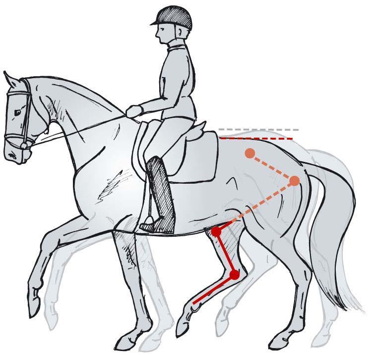 The Training Pyramid Collection and cadence The aims of collection are: to further develop and improve the balance and stability of the horse to develop and increase the horse s