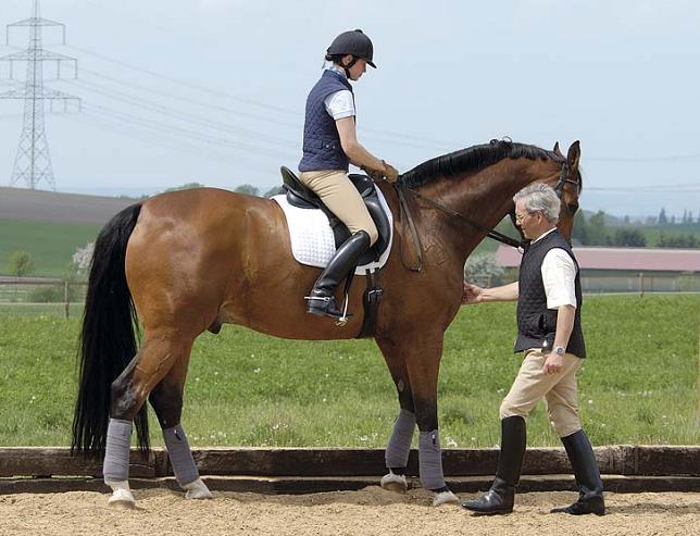 trot transitions rein back frequent canter - walk