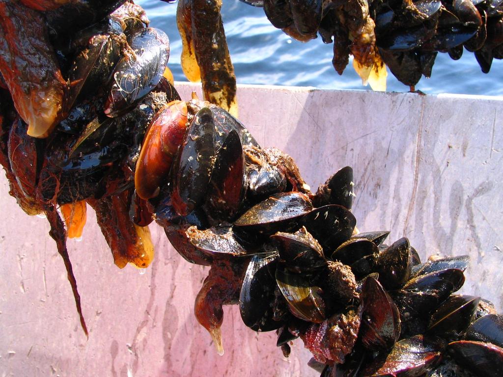 Mussels Increased production