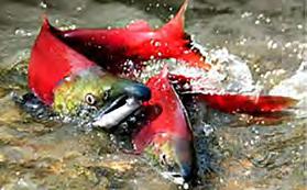 They have music every week. *SALMON SPAWNING ~ SALMON FESTIVAL!