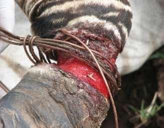 arising from HWC and Poaching Most encountered injuries include snare wounds, gun-shot wounds, arrow-head and