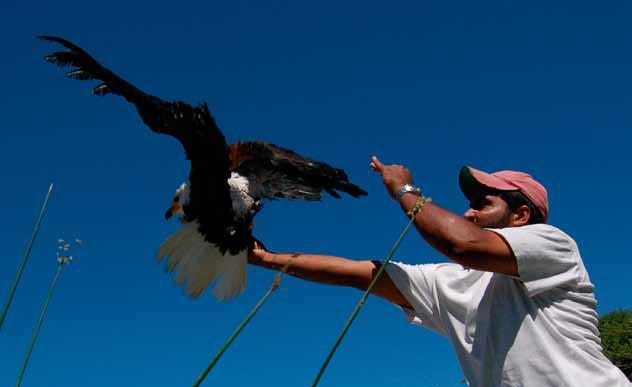 the predator from the skies threatened on land the african fish eagle By Shiv Kapila Raptor scientist Shiv Kapila releasing an adult African Fish Eagle back to the wild after attaching a ring on its