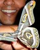 In East Africa, some Emperor and Atlas Moths moths reach wingspans of up to 17 cm. The African White-ringed Atlas Moth is one of the most striking and beautiful of these moths.