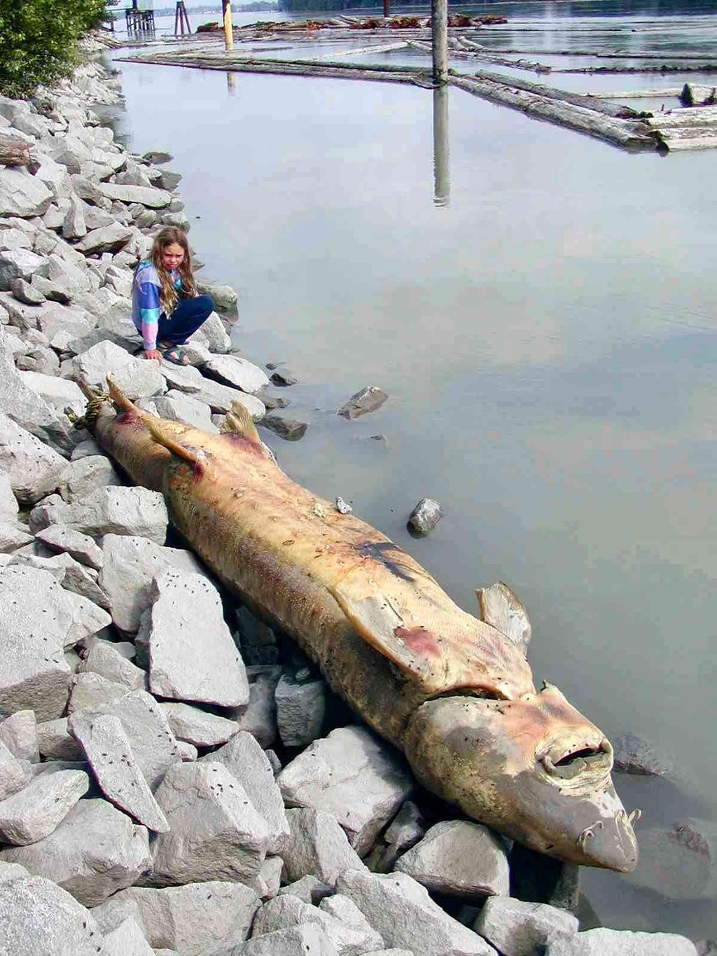 Figure 2. In 1993 and 1994, 34 large sturgeon, mostly females, were reported in the lower Fraser River; their cause of death was undetermined.