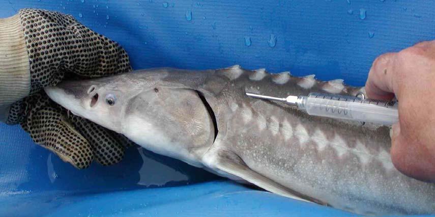 Figure 3. Illustration of the location and method of PIT tag application on a juvenile white sturgeon.