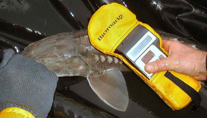 Following injection, the sturgeon is scanned with a PIT tag reader to confirm both the tag number and tag activity (photo: Fraser River Sturgeon Conservation Society). Figure 4.
