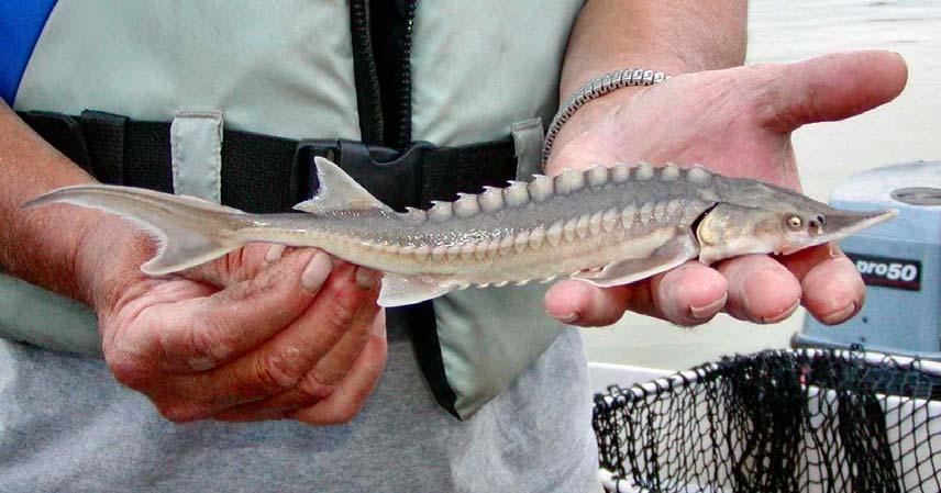 Figure 6. This 26-cm (fork length) juvenile white sturgeon, captured in a First Nations gill net in August 2003, is likely two years old.