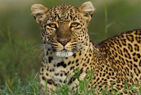 Leopards By: Julia