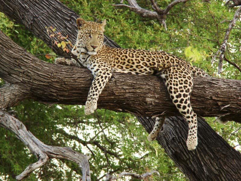 killed by other animals. Some people are probably scared that leopards will attack them but, luckily leopards don t usually attack or kill humans.