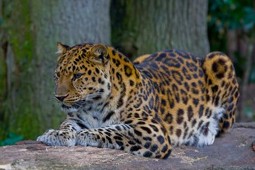 sometimes a female and male will share part of their territory. Physical Features Leopards have their own special features to make them a leopard. They are strong and amazing animals.