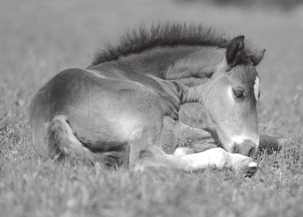 However, creep feeding foals with a balanced ration does not contribute to DOD.