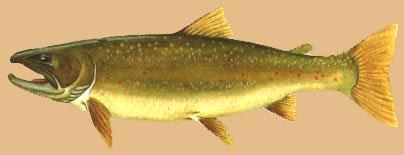 Introduction Bull trout life history The importance of dewatering The
