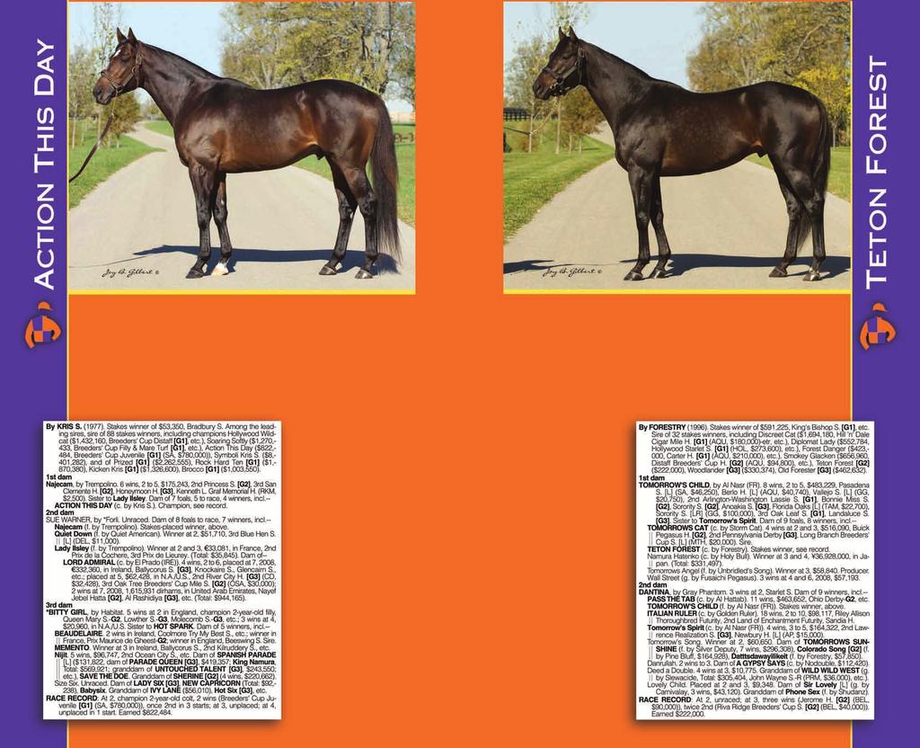 Top Miler by Leading Sire Forestry Teton Forest is the first son of top sire Forestry to retire to stud.