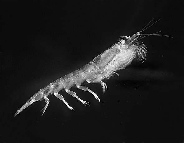 zooplankton.
