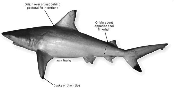 Oily Liver/Fins Sharks use oily livers and fins to