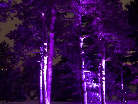 trees of the parklands will be illuminated and