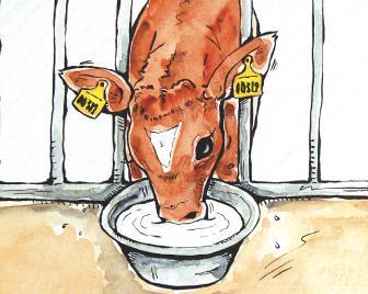 6a. Calves - Milk feeding ( ) 6.