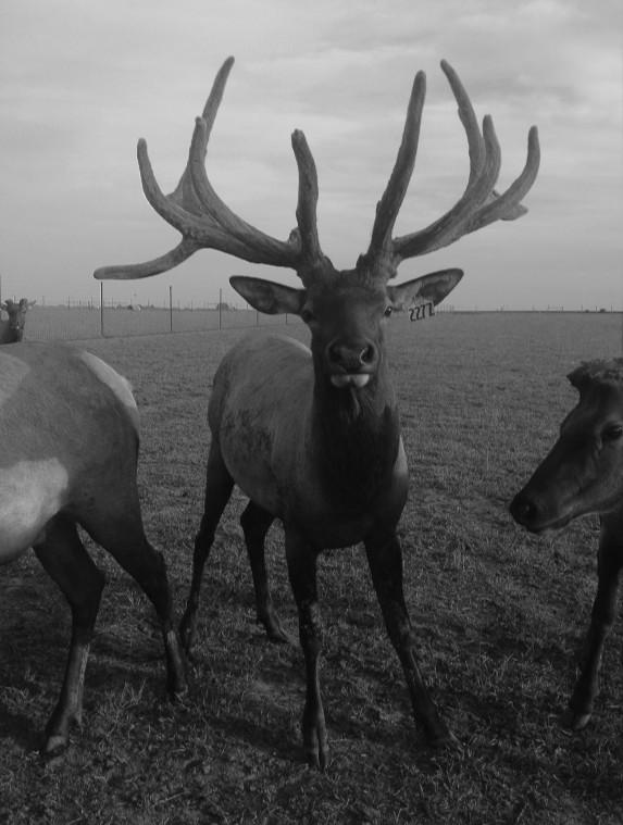 Reg #: C5751 In Alberta, Levi has sired sons that have scored 445, 423 and 401 at four years (all unofficial) Levi is also the sire of Glen Park Elk Ranch s Strauss (341 @2 unofficial).