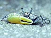 Yellow-clawed Fiddler Crab Uca perplexa To 16 mm. Long-eyed. Stalks thicker than other fiddlers. Whitish mouth parts.