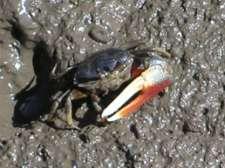 (Fiddler Crab - No common name) Uca dussumieri To 30 mm. Long-eyed. Carapace black, narrowing towards back end.