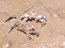 Is found at lowest tide in front of far crab hide.