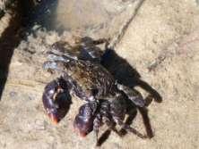 Maroon Mangrove Crab Perisesarma messa To 25 mm.