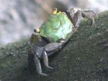 Carapace shield shaped, green to pale blue, sometimes with two black markings on male.