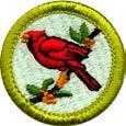 Two groups each session (3 class days each). BIRD STUDY 2:00 pm See below. Advance Preparation: Needs previous work to complete at camp. Read merit badge pamphlet.