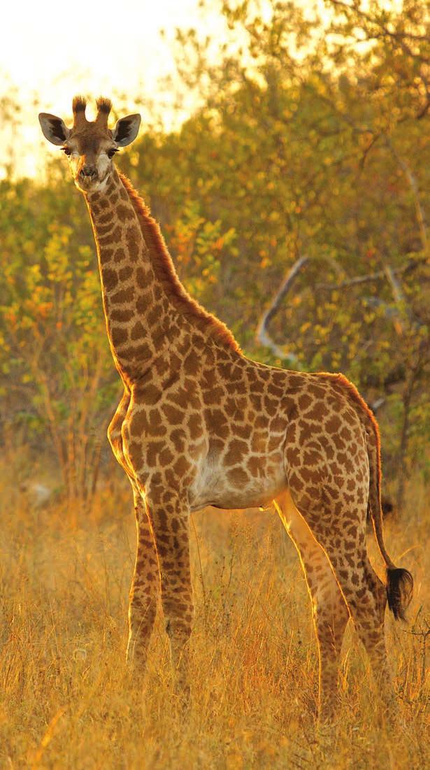 Baby giraffe at sunrise. 5.