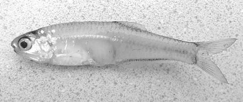 Engraulidae - anchovies -139 spp have overhanging snout, and large mouth Fam.