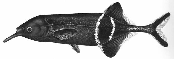 Mormyridae - elephant fishes - 200+ spp - tropical Africa many with elongate snout - used as probe small eyes, nocturnal or live in