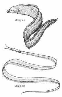Subdivision Elopomorpha - four different orders Order Elopiformes - tarpons & ladyfish - 8 spp. Order Albuliformes - bonefish and spiny eels - 29 spp.
