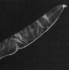 All have leptocephalus larva leaf or ribbon like - transparent pelagic predator, with large teeth - larval stage can be long metamorphose after larval existence into adult body