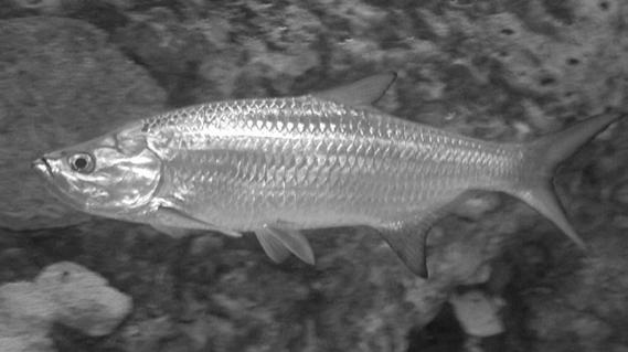 Order Elopiformes - tarpons, ladyfish - 8 spp all fairly large predators with large scales Two families - Megalopidae - tarpons and Elopidae -