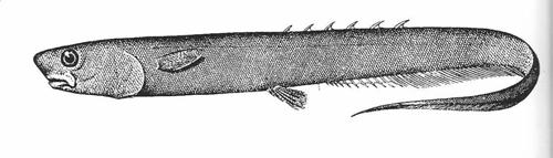 mya) Order Albuliformes - 29 spp. Fam. Albulidae - bone fish - tropical reef predators Fam. Notachanthidae - spiny eels - 9 spp.