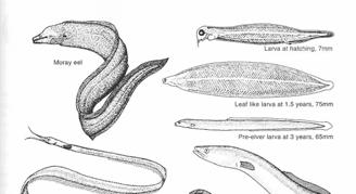 Order Anguilliformes - eels - 738 spp.