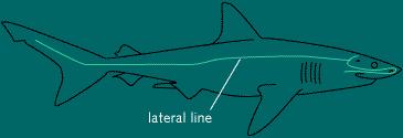 Shark Behavior Lateral Line system - pick