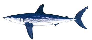 Body Structure Fusiform torpedo shape Powerful lateral muscles and caudal fin Wing-like pectoral fins provide lift