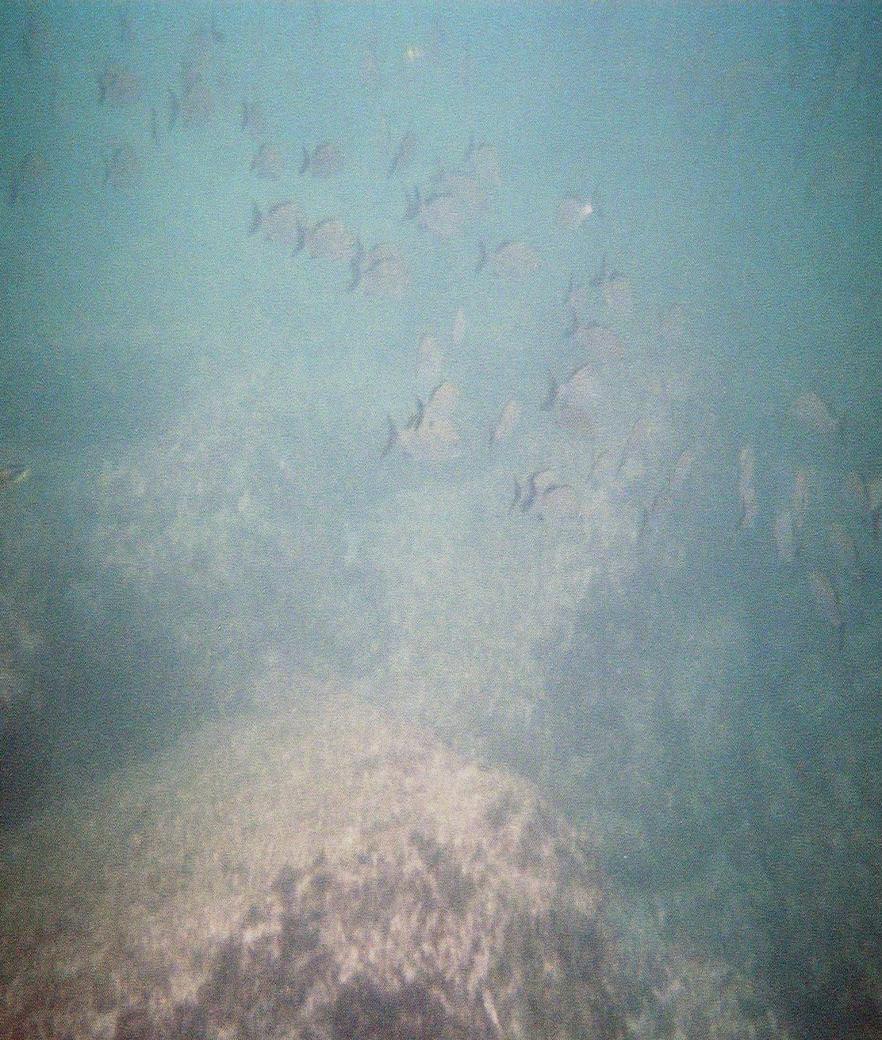 Subphylum Urochordata Tunicates (Sea Squirts) Subphylum Cephalochordata Lancelets
